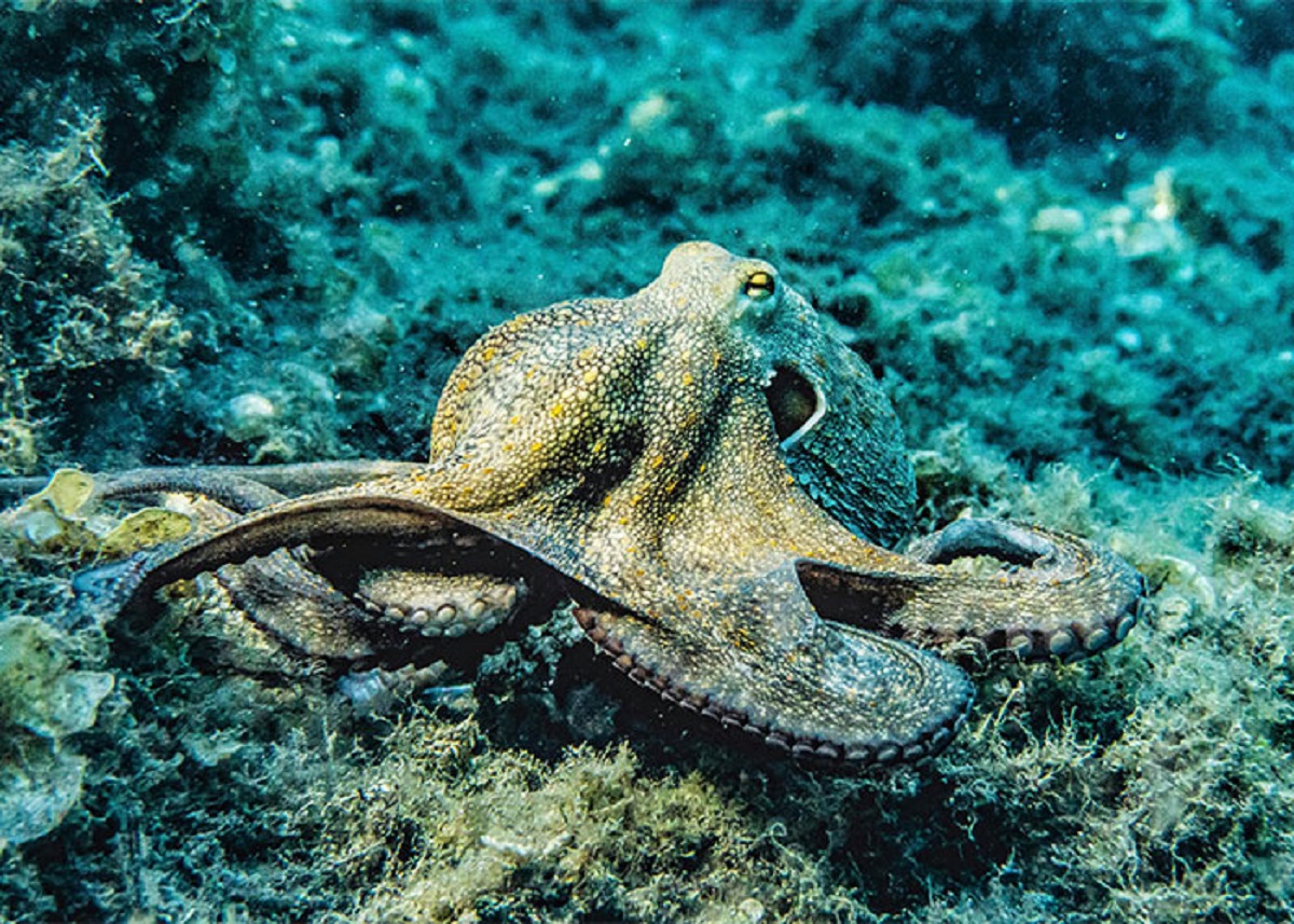 When a male octopus is ready to mate it rip's off its ding dong and throws it at the female so she can do whatever she wants with it. the reason they do this is because they're a lot smaller than the female so she'll eat the male but on the plus side the Male octopus will grow his ding dong back eventually.