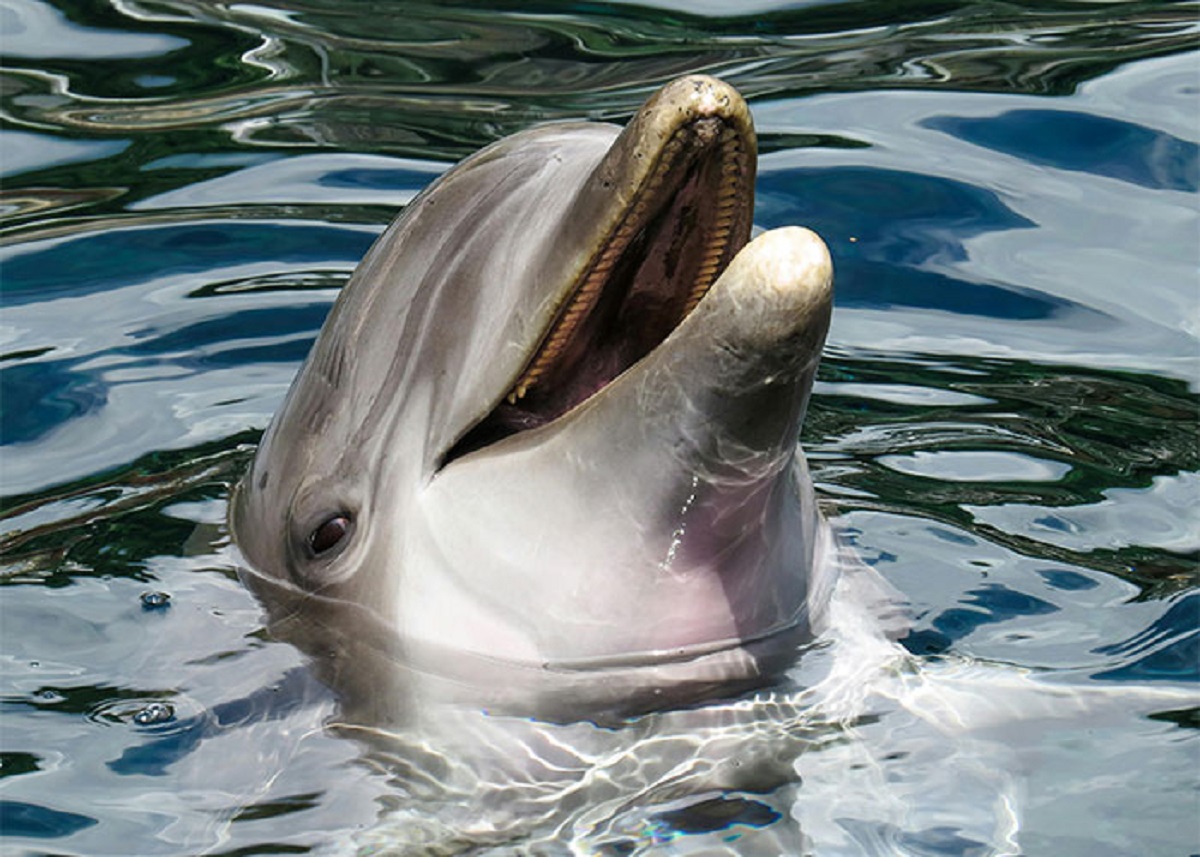 Unlike humans, dolphins must actively decide when to breathe. Captive dolphins have been known to hold their breath until they die of suffocation, which some have suggested amounts to dolphin self-harm.