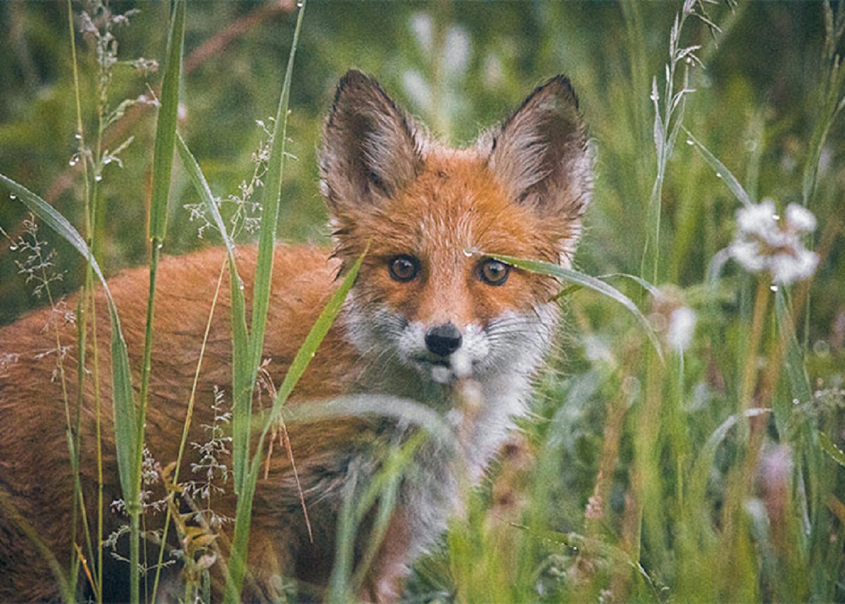 Foxes use the earth's magnetic fields.


"Like a guided missile, the fox harnesses the earth's magnetic field to hunt. Other animals, like birds, sharks, and turtles, have this "magnetic sense," but the fox is the first one we've discovered that uses it to catch prey.

According to *New Scientist*, the fox can see the earth's magnetic field as a "ring of shadow" on its eyes that darkens as it heads towards magnetic north. When the shadow and the sound the prey is making line up, it's time to pounce.