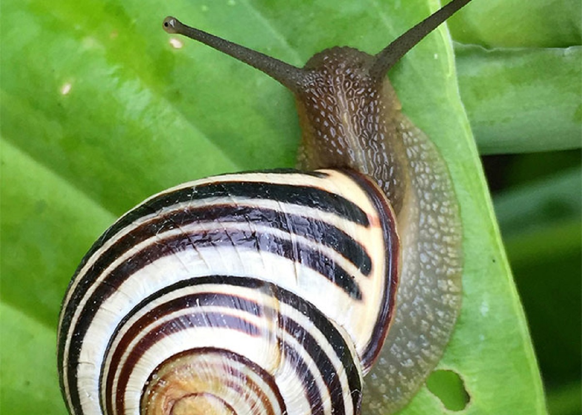 A snail can sleep for three years.