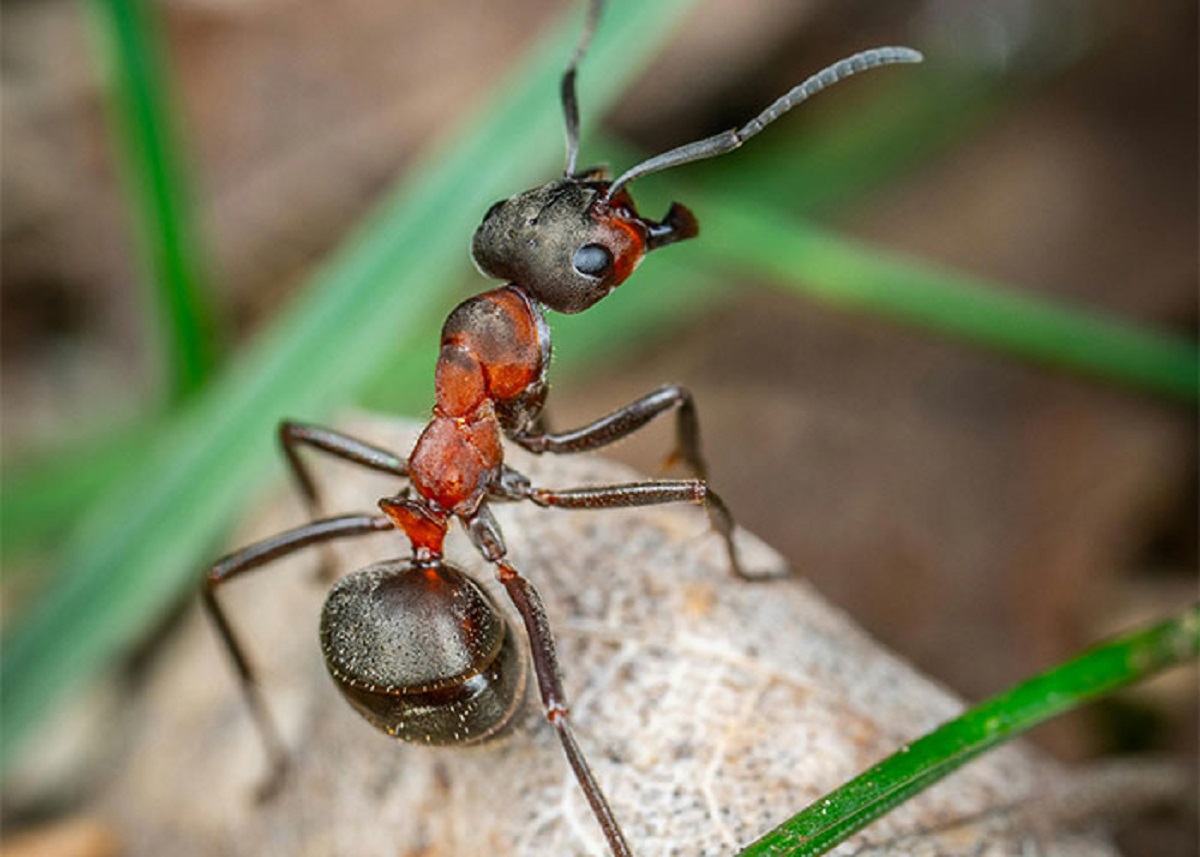 When a specific species of carpenter ant (Colobopsis saundersi) realizes it's going to lose the fight it's having with another insect, it latches onto them and then *blows itself up.* Membranes along the ant's body can be activated that'll lead to combustion. Special enlarged glands in its head mean the explosion sends a glue-like substance shooting out that will very likely entrap the previously presumptive brawl victor.