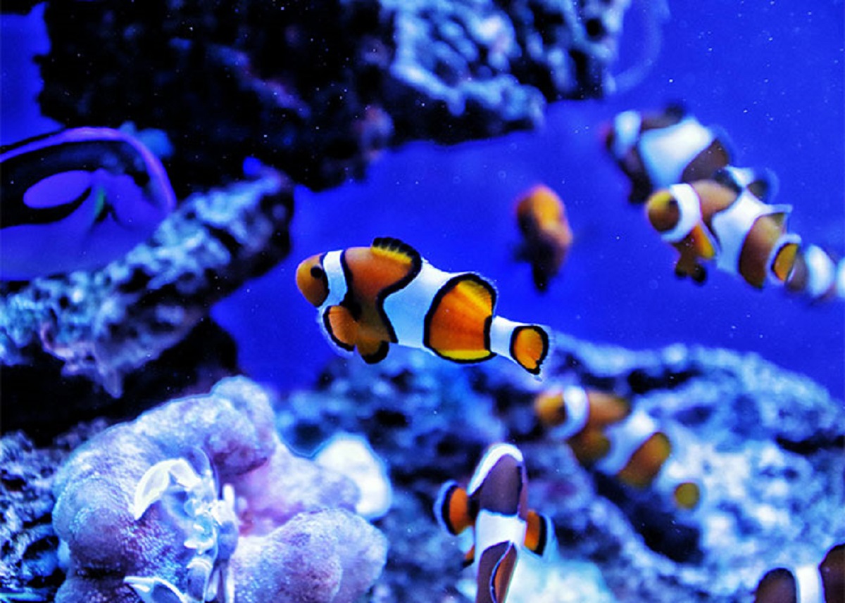 In clownfish, each 'school'( tribe whatever) has one female, and a head male and the others ( all males) , if the female dies, the head male turns into a female.. And the next in line to the ( leadership throne?) would be the male leader and bang the former male leader.
Yeah clownfish are Wacky.