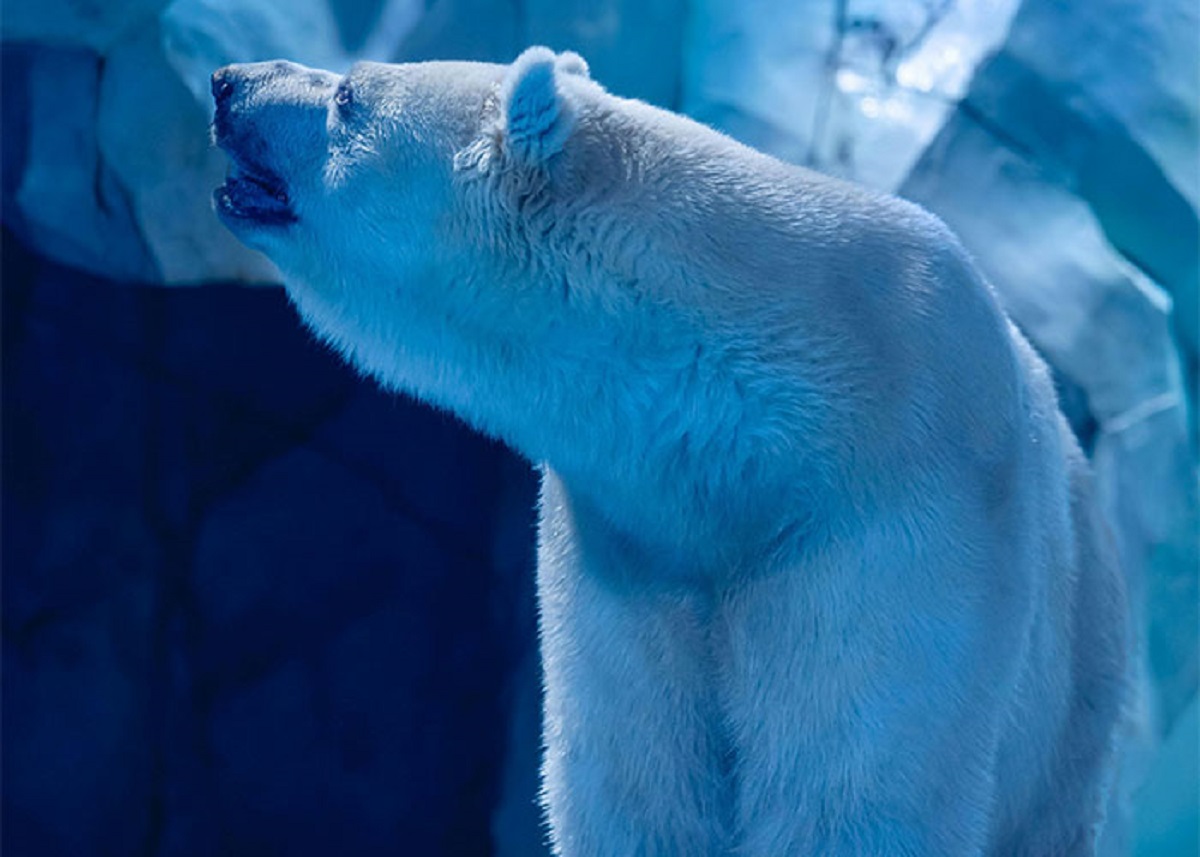 Polar bears fur is actually clear.