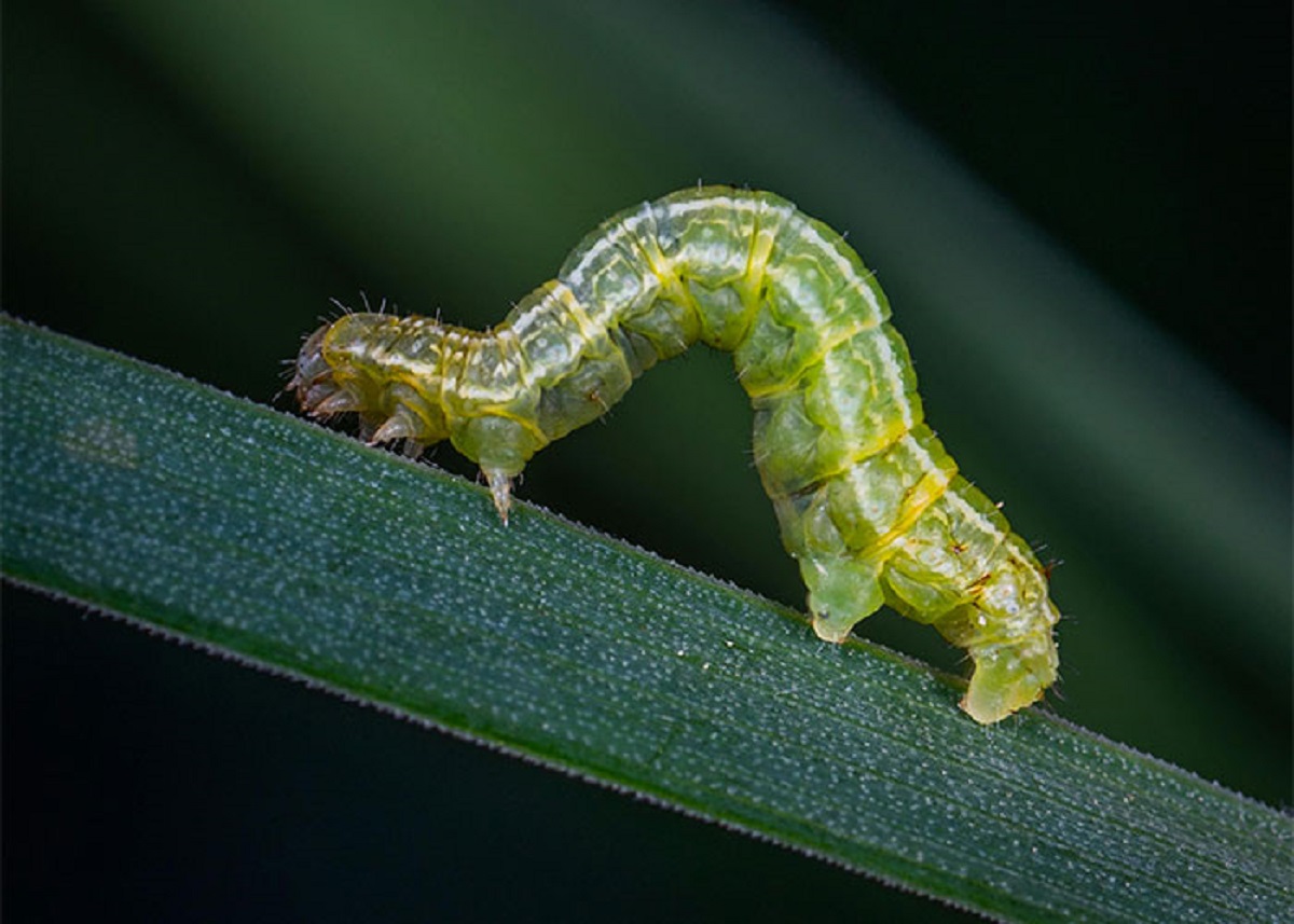 Caterpillars have over 200 muscles in just their head.