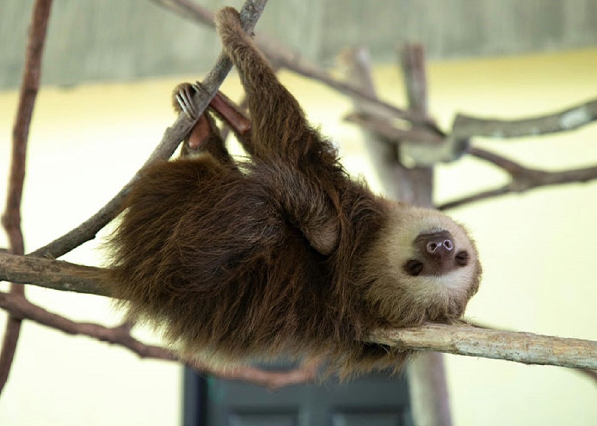 Sloths sometimes grab their own arms, thinking they're branches, and thus fall to their death.