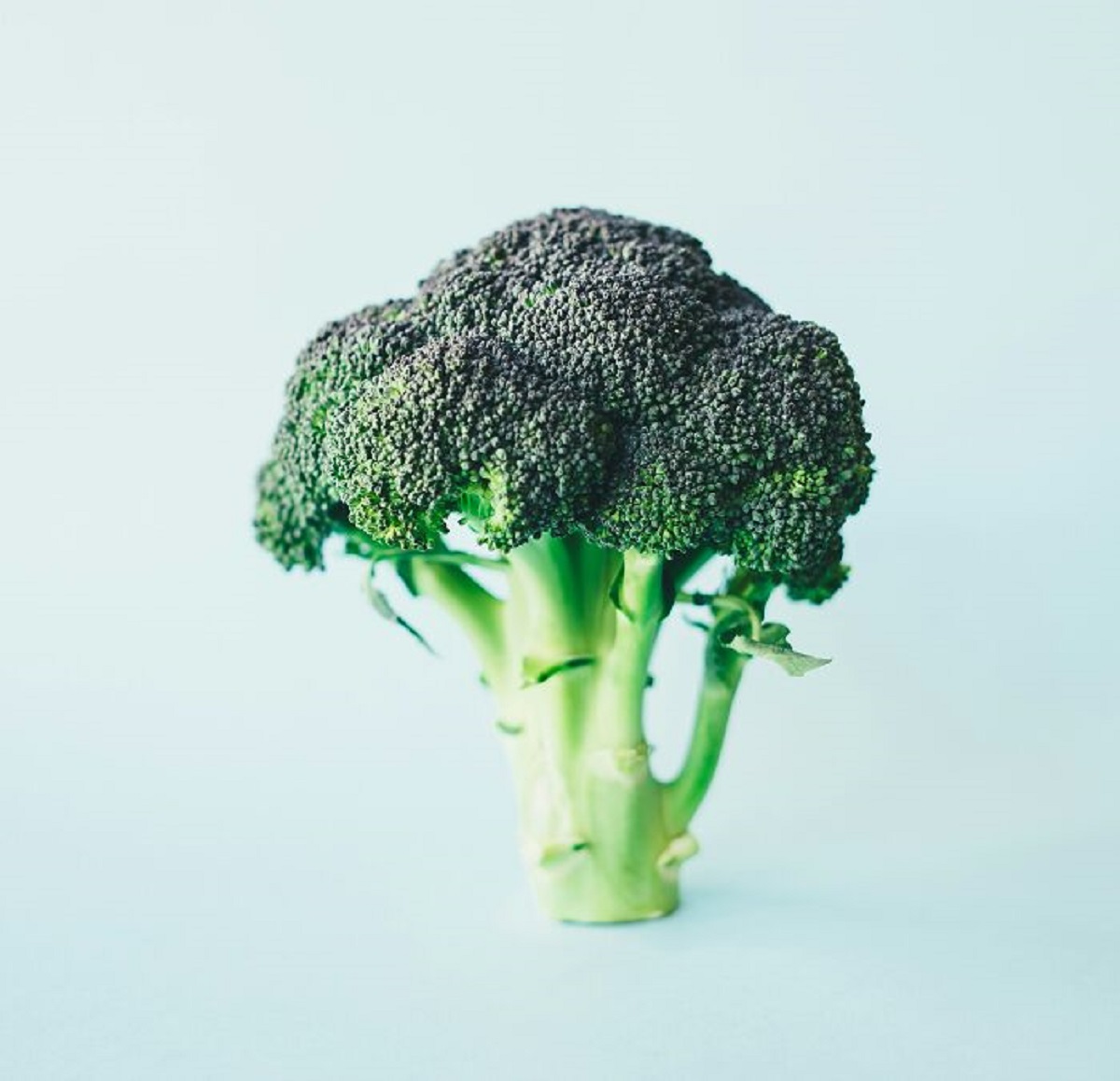 broccoli drawing realistic