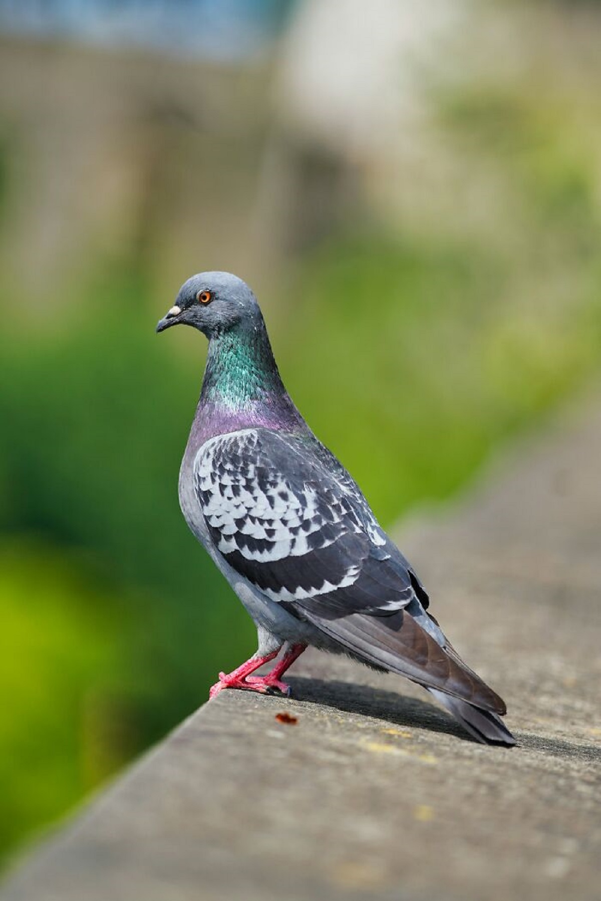 pigeon hd images download