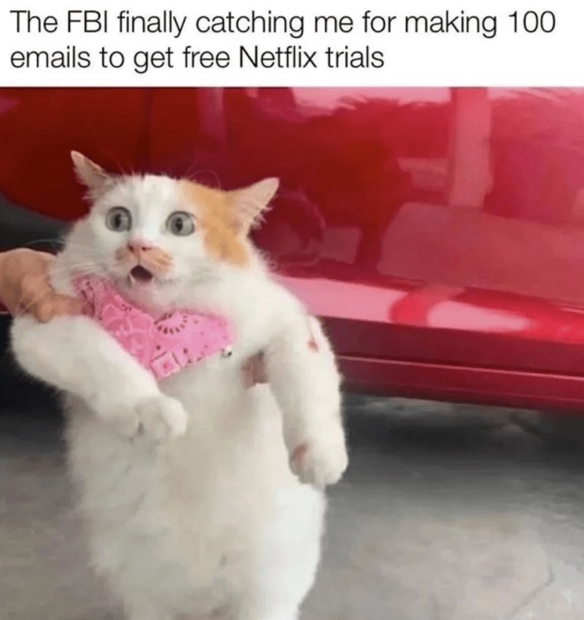 kitten - The Fbi finally catching me for making 100 emails to get free Netflix trials