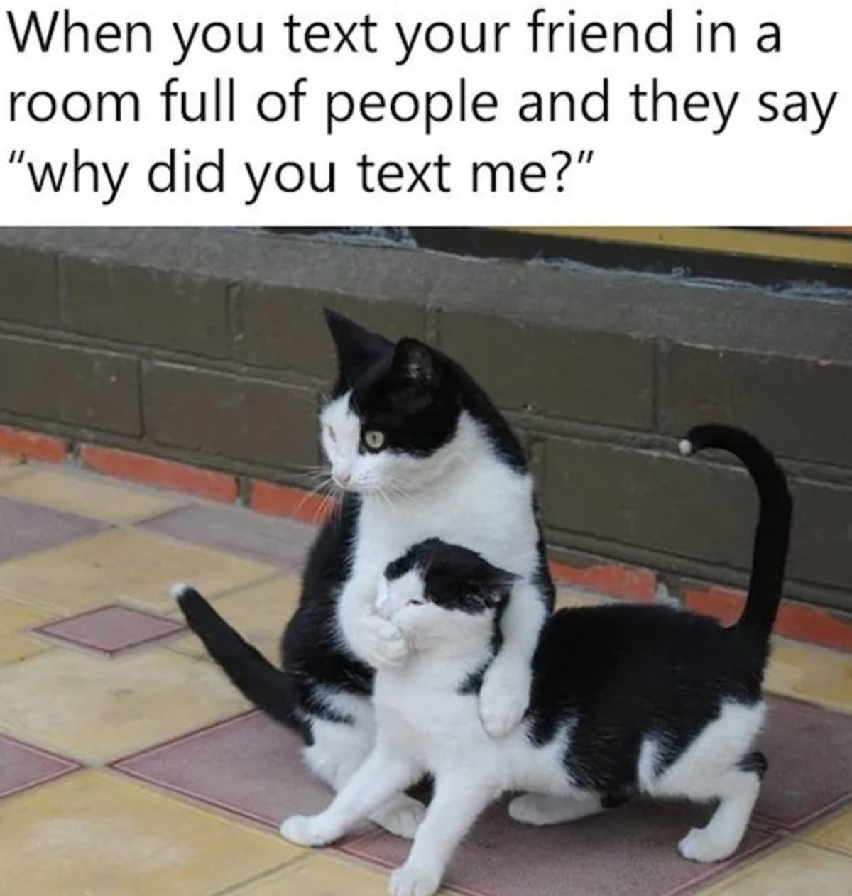 domestic short-haired cat - When you text your friend in a room full of people and they say "why did you text me?"