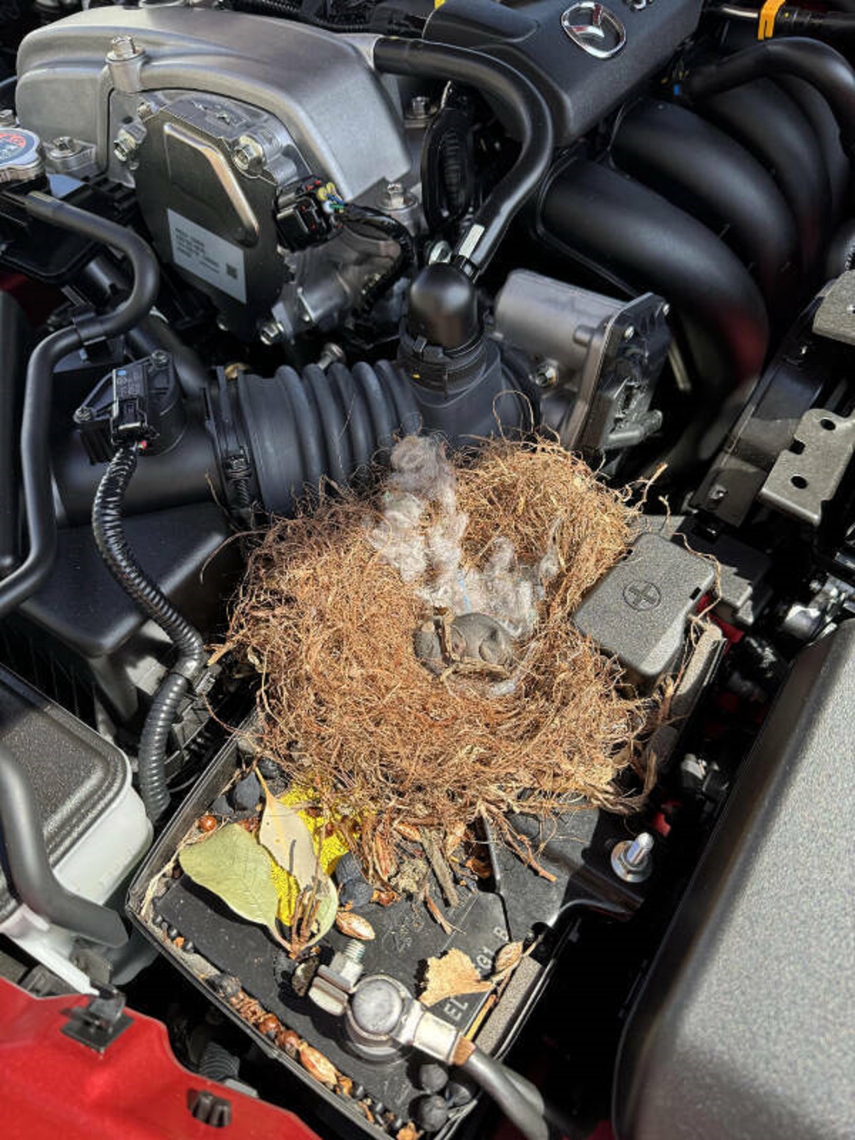 “Went to top off my wiper fluid and found this”