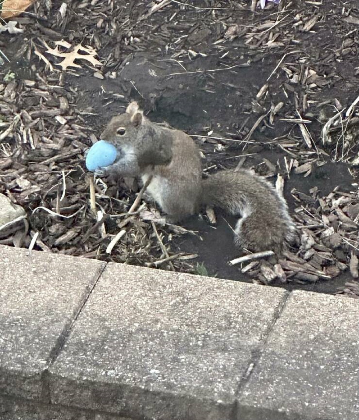 "Looked out the window to see a squirrel taking one of the Easter eggs I had hidden for my kids"