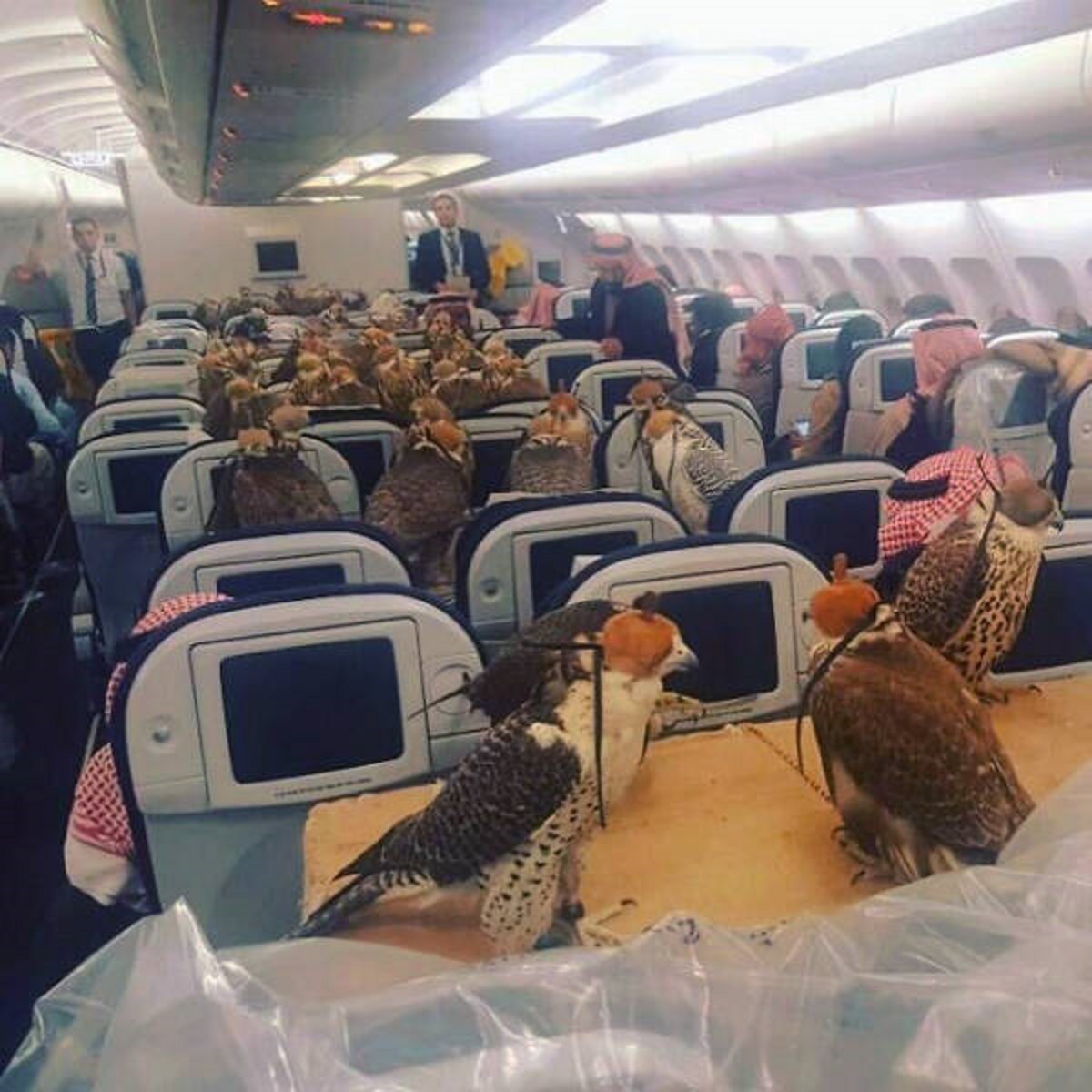 "My Captain Friend Sent Me This Photo. Saudi Prince Bought Ticket For His 80 Hawks"
