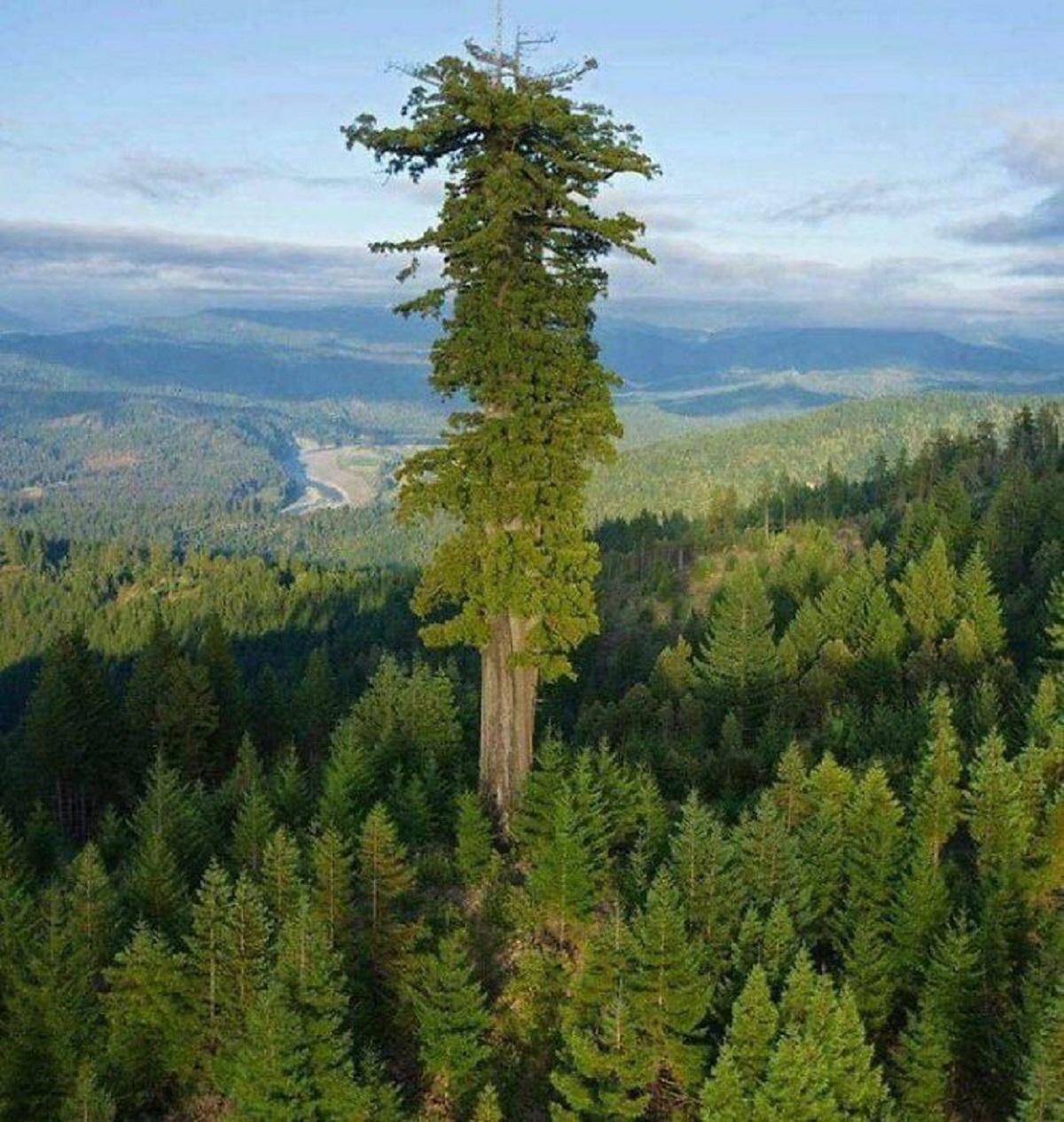 world's tallest living tree