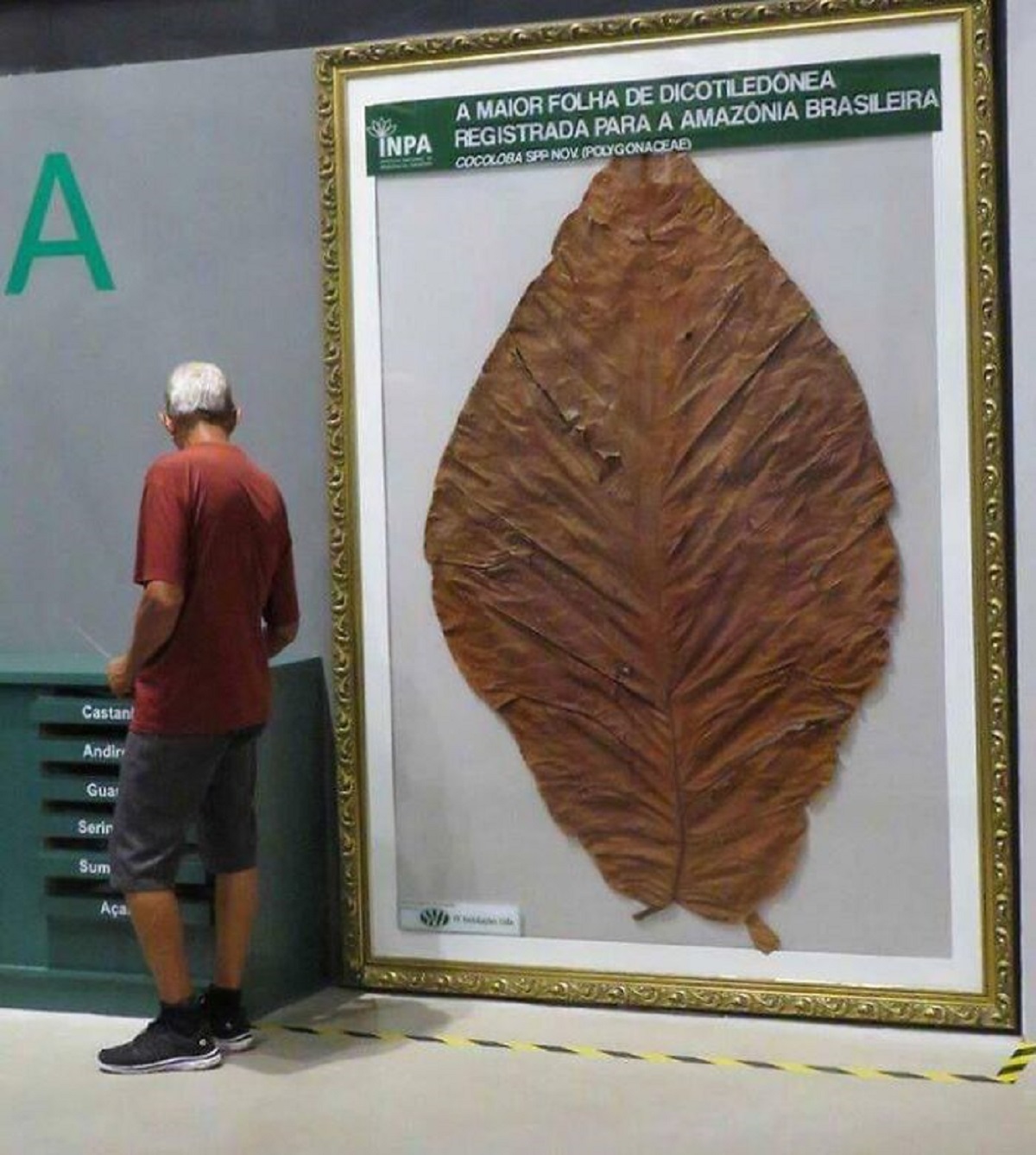 biggest leaf ever found