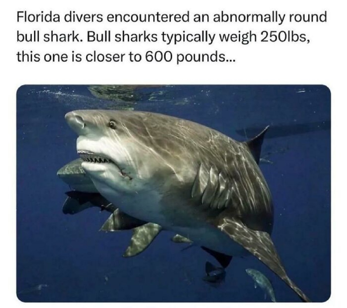 abnormally round bull shark - Florida divers encountered an abnormally round bull shark. Bull sharks typically weigh 250lbs, this one is closer to 600 pounds...