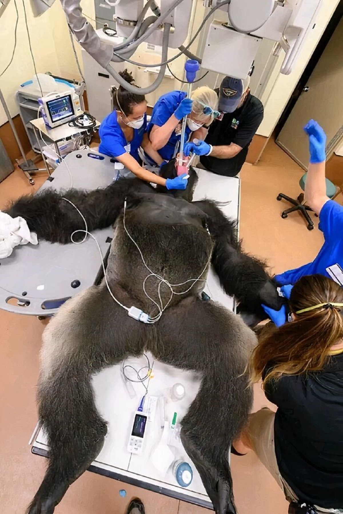 gorilla intubation