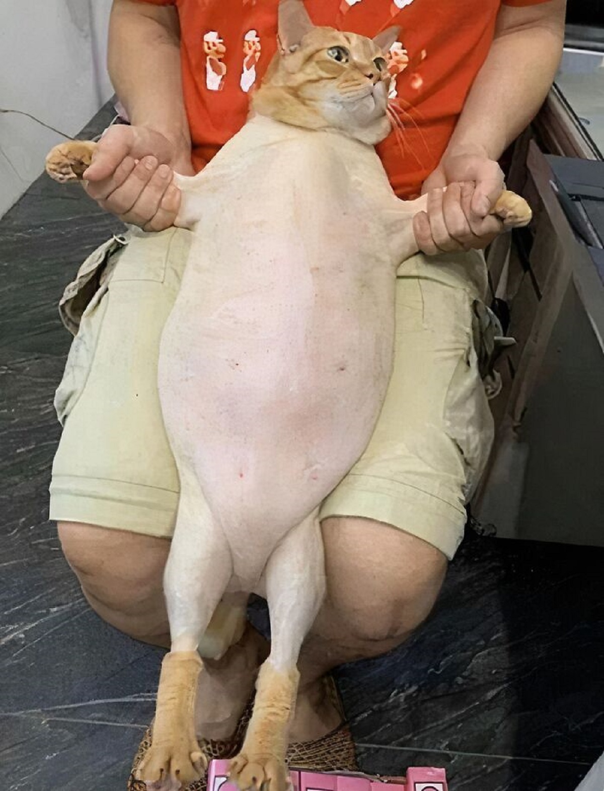 shaved fat cat