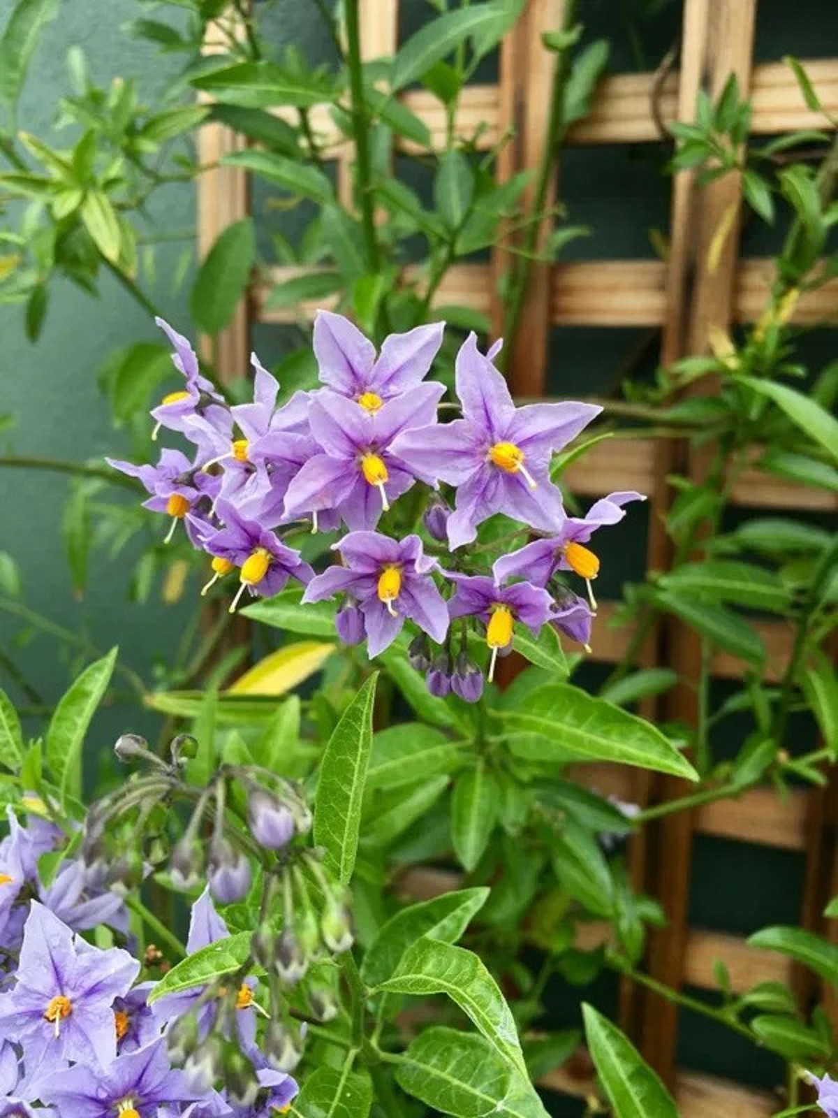 These are what the flowers of a potato plant look like.