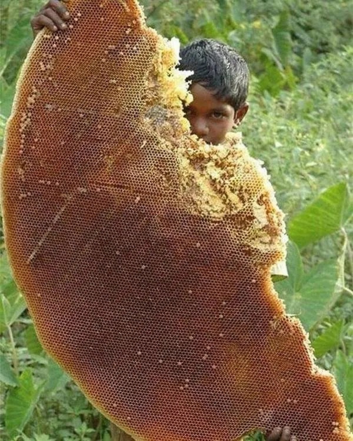 giant honeycomb