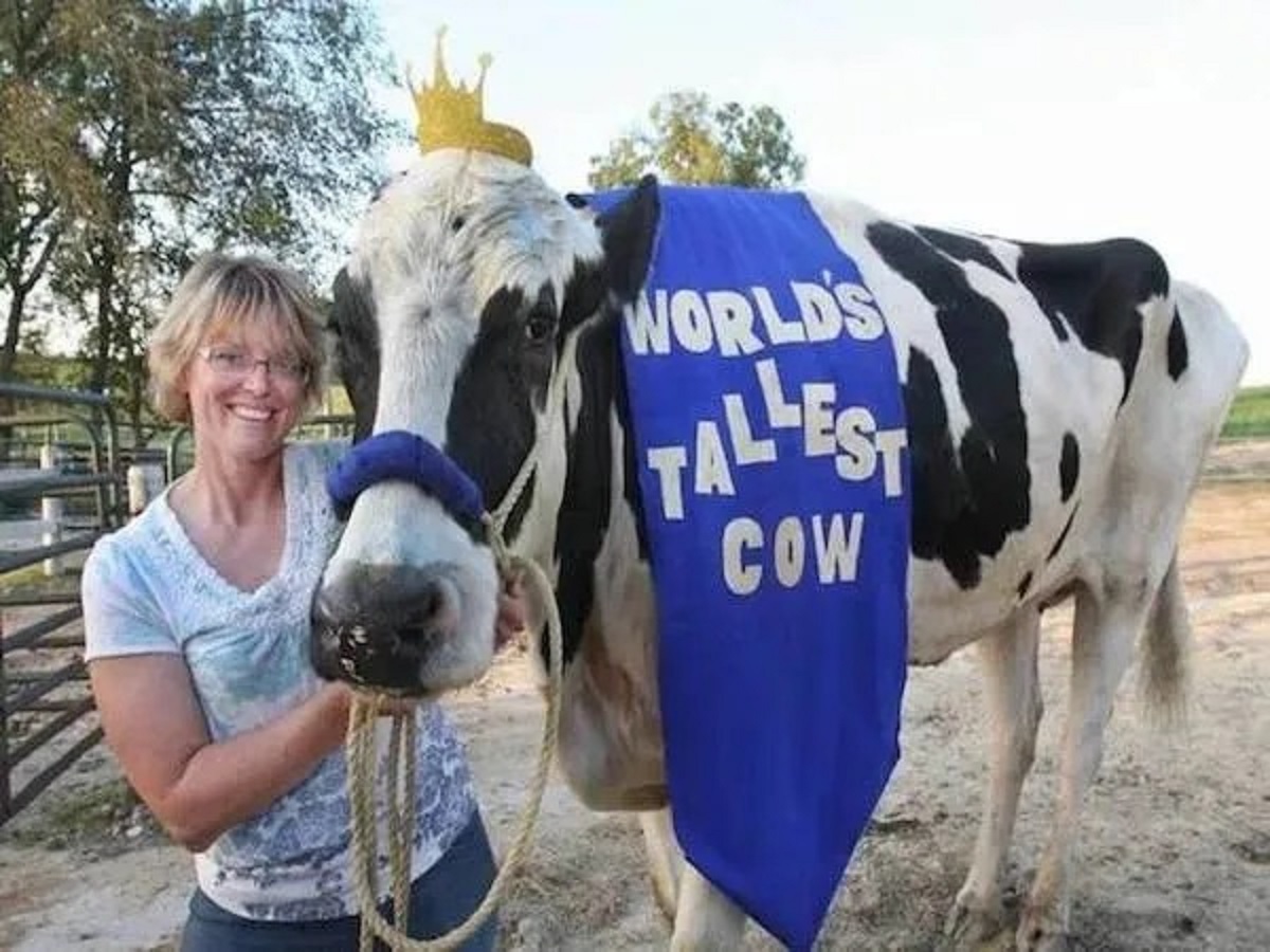 blossom cow - World'S Tallest Cow