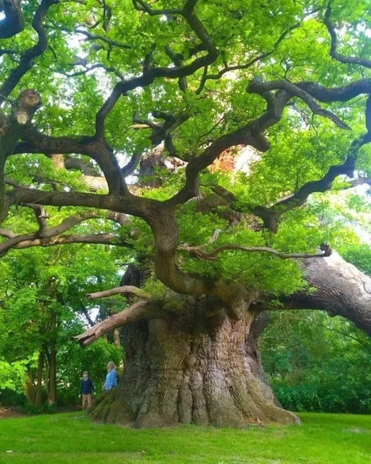 800 year old oak tree