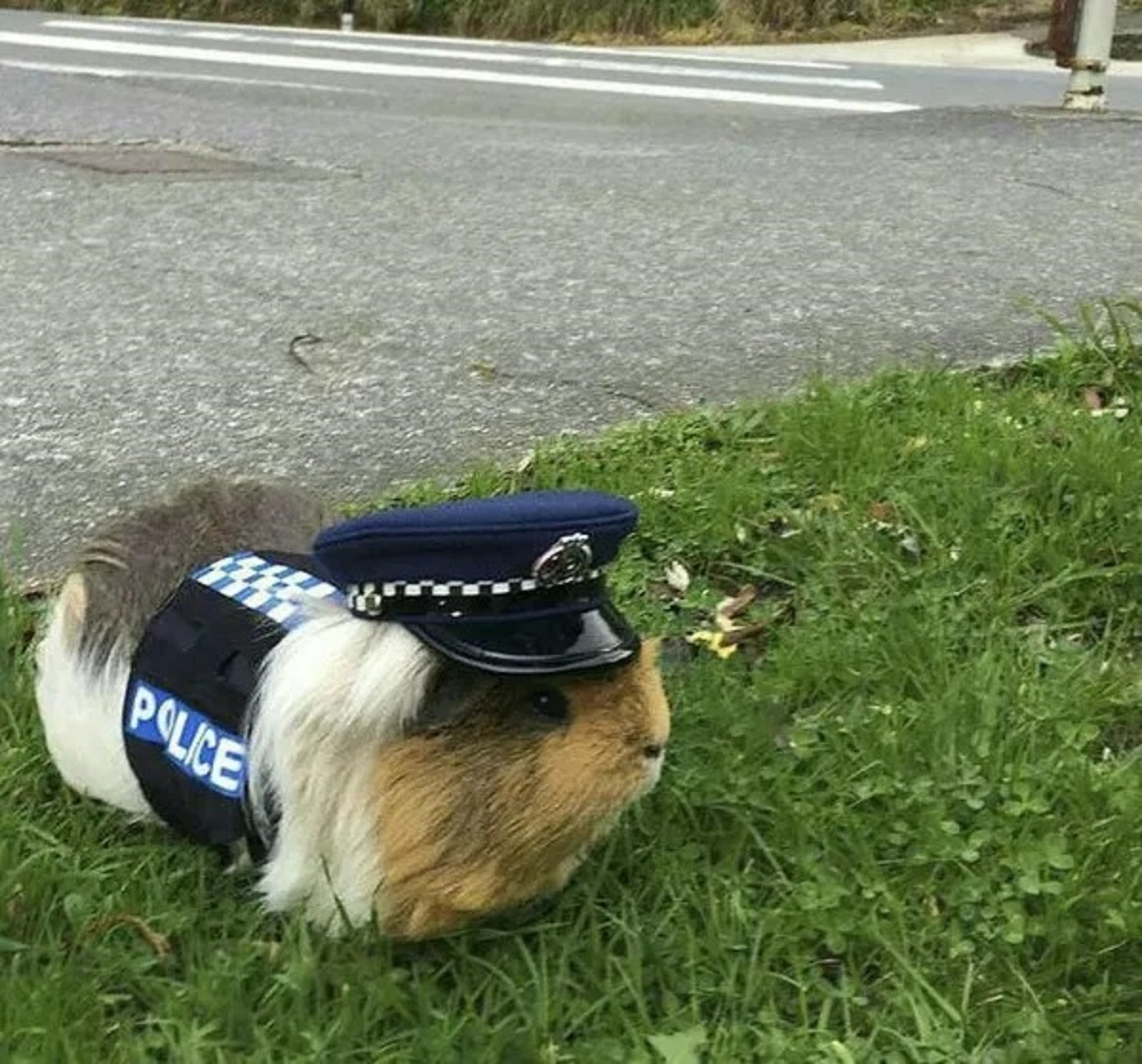 Guinea pig - Police
