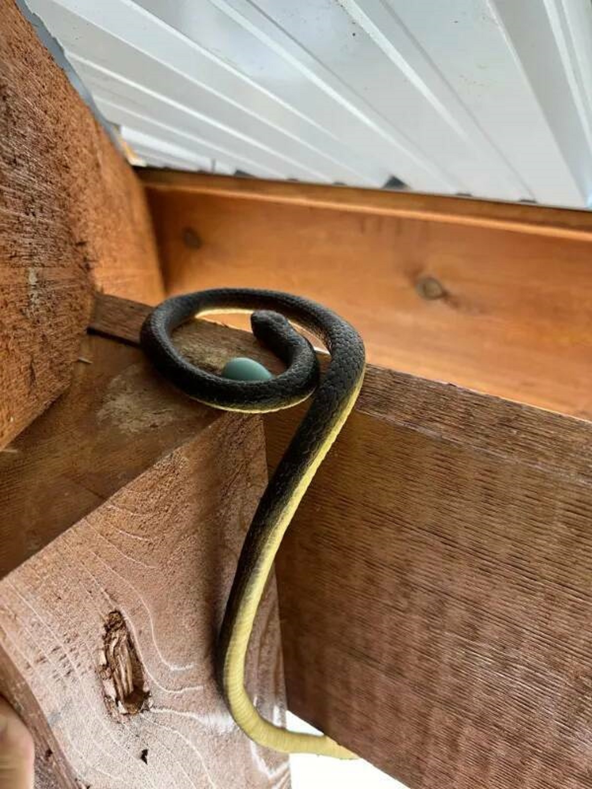 “Bought a fake snake to deter birds. Instead they used it as a nest.”