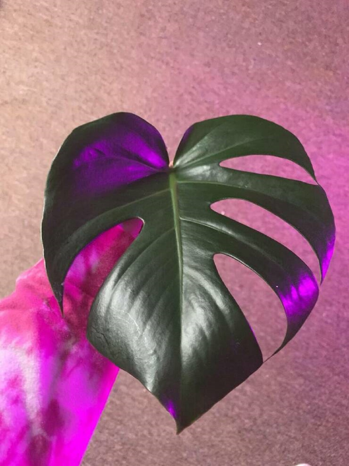 "My cat chewed off the first leaf my monstera plant created with fenestrations on both sides."