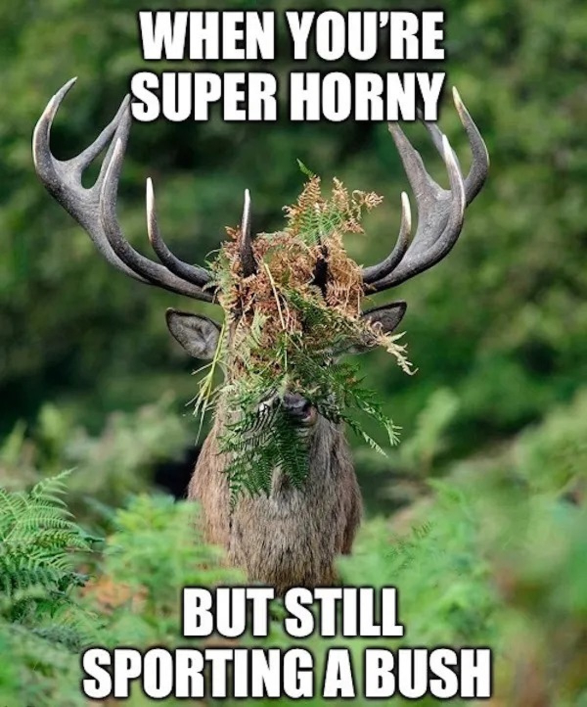 comedy wildlife photography awards funny animal - When You'Re Super Horny But Still Sporting A Bush