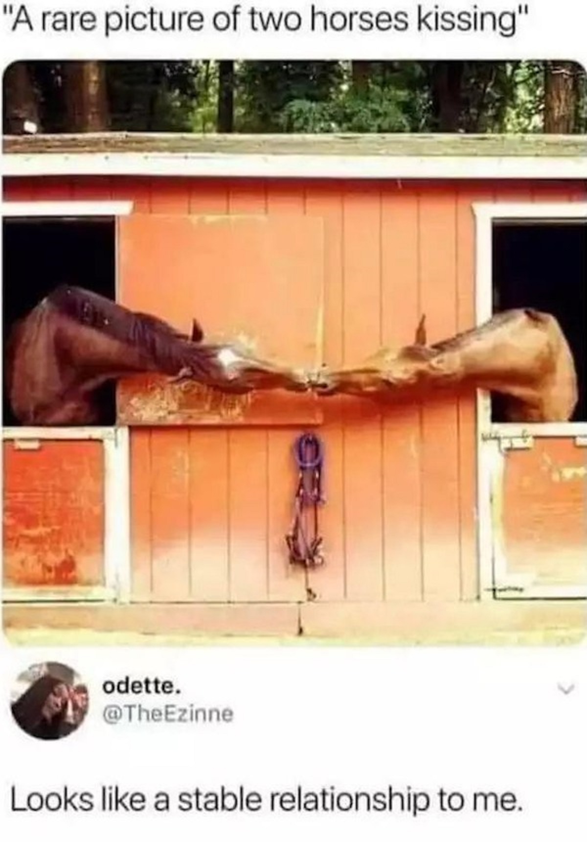stable relationship meme - "A rare picture of two horses kissing" odette. Looks a stable relationship to me.