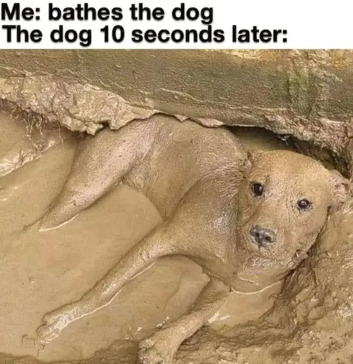 dogs if they were a peanut butter meme - Me bathes the dog The dog 10 seconds later