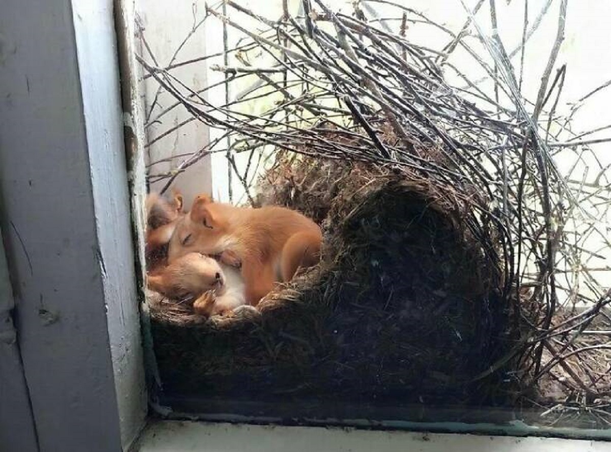 "A Red Squirrel Family Sleeping In The Nest It Made In Somebody’s Window"