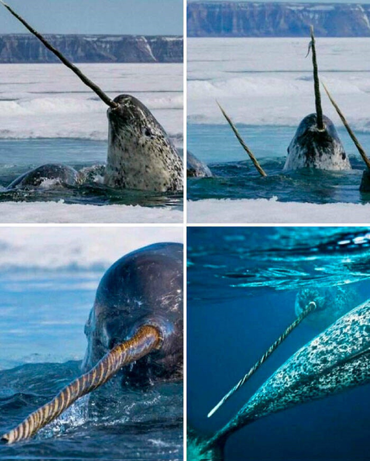 "One Of The Most Unique, Special And Elusive Animals On Earth. The Narwhal"