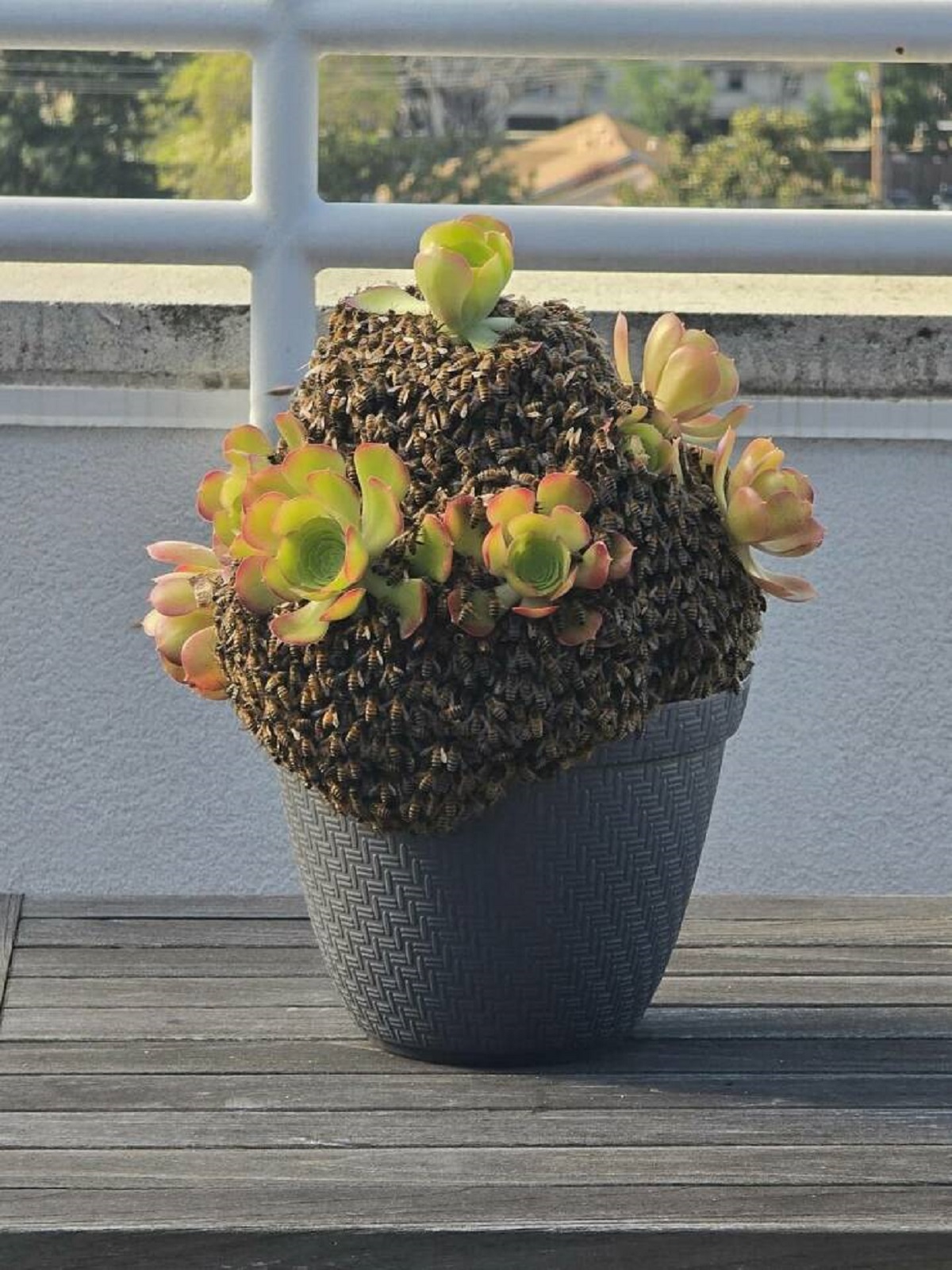 "Bees Swarmed my Plant"