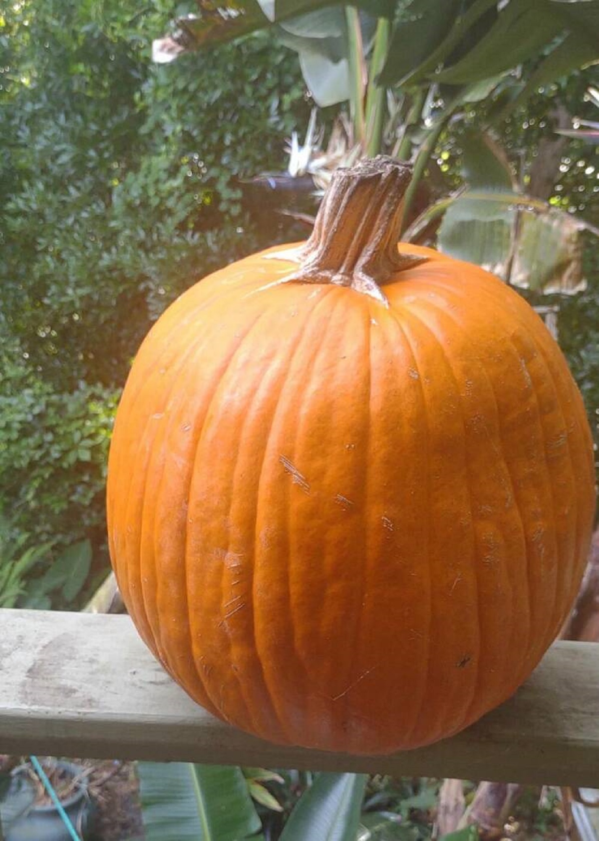 "Pumpkin we've had since October of 2023 looking exactly like the day we bought it"