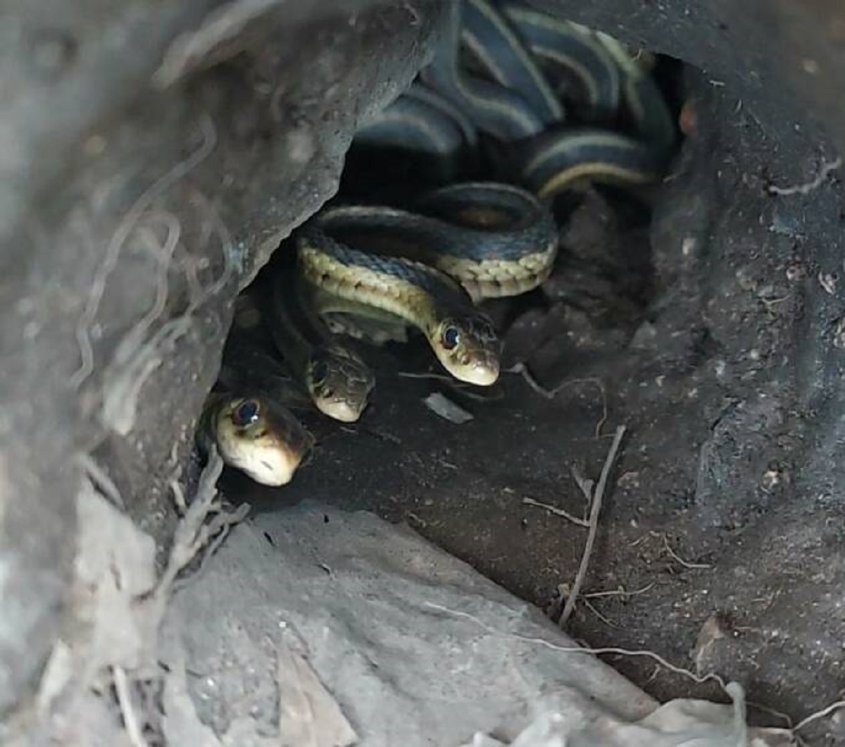 "Underground nest of garter snakes at a friend's house"