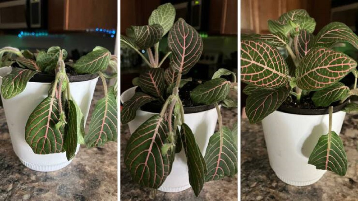 "My dramatic Pink Nerve Plant - 20 minute time span after watering"