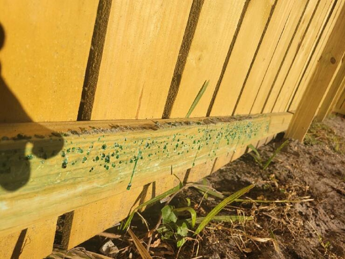 "Pressure treatment chemicals seeping out of my recently built fence"