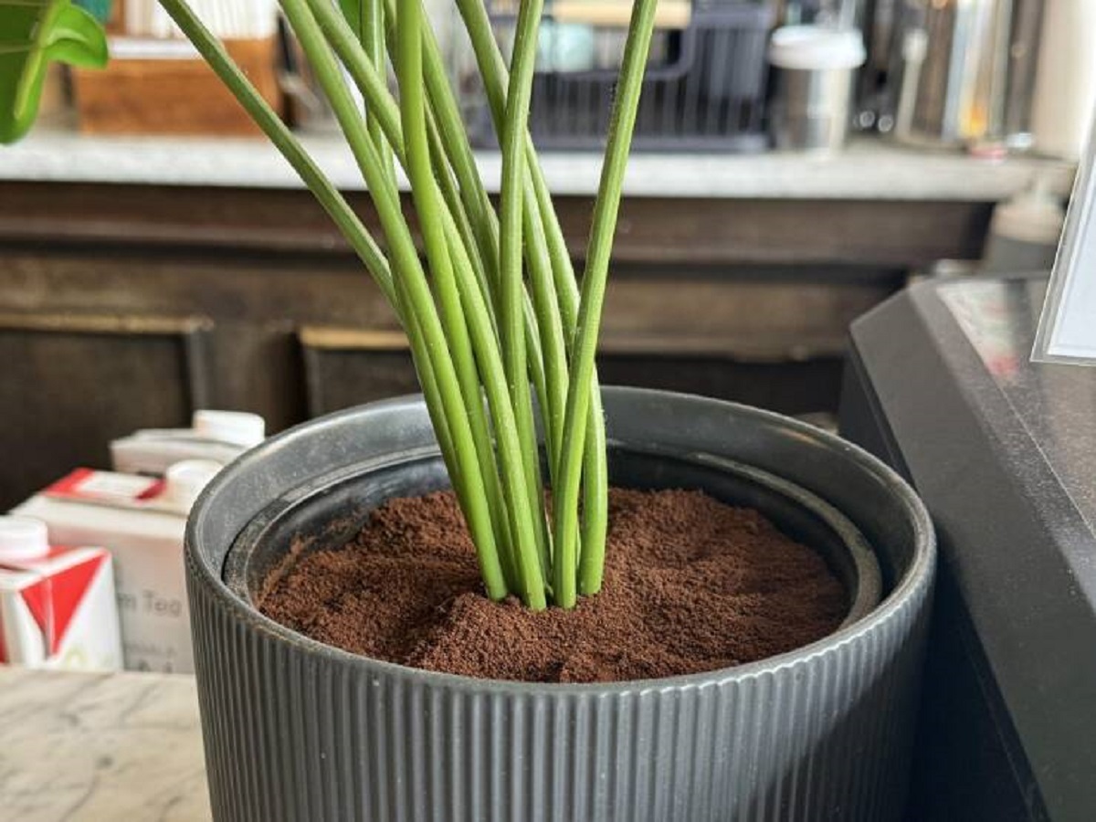"My coffee shop puts ground coffee in their planters"