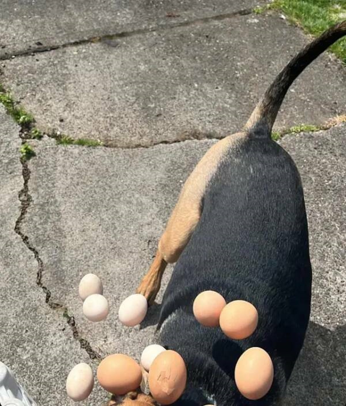 “I tried taking a picture of my friend’s dog but he ended up attacking the carton of eggs I was holding.”