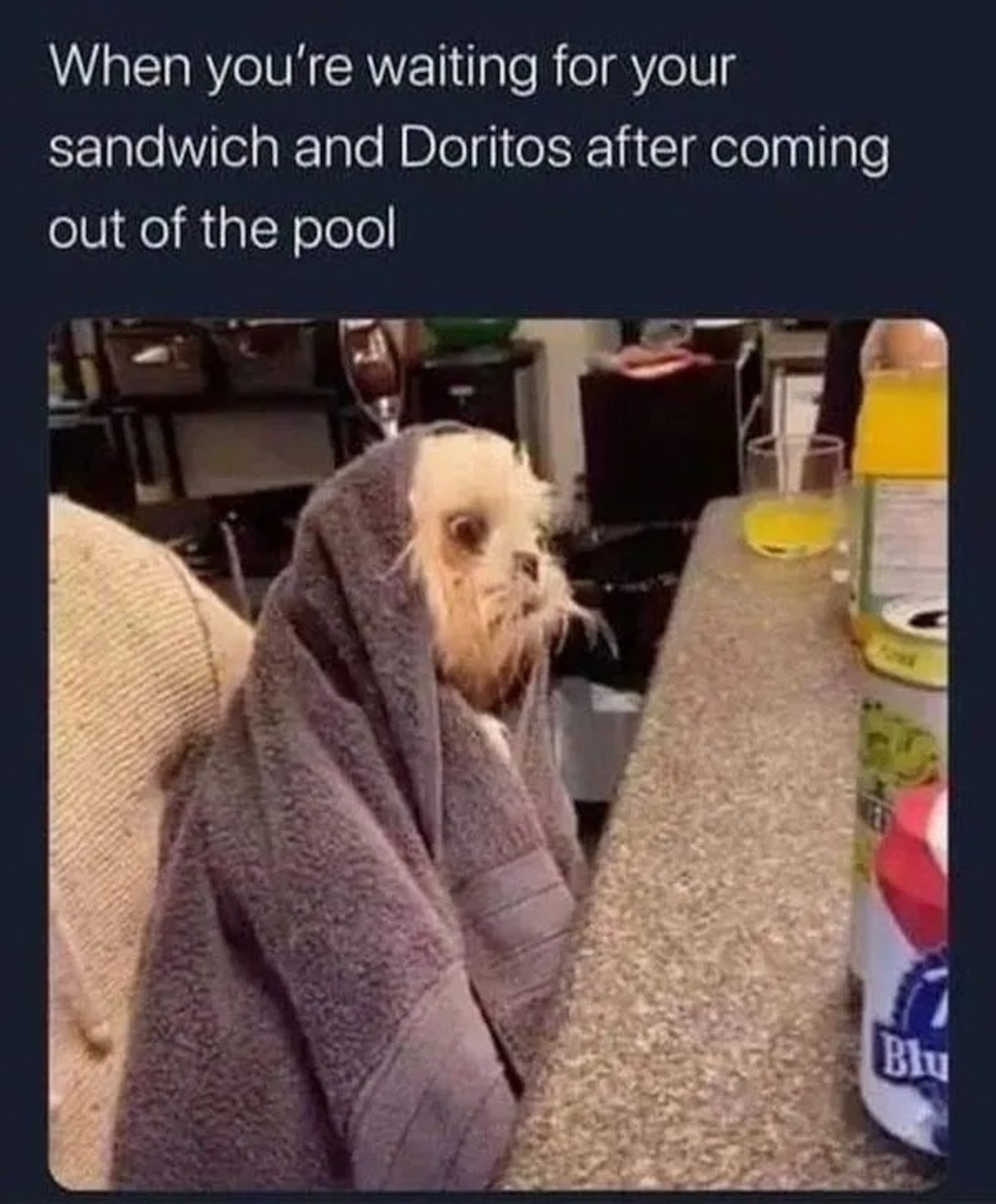 labradoodle - When you're waiting for your sandwich and Doritos after coming out of the pool Blu
