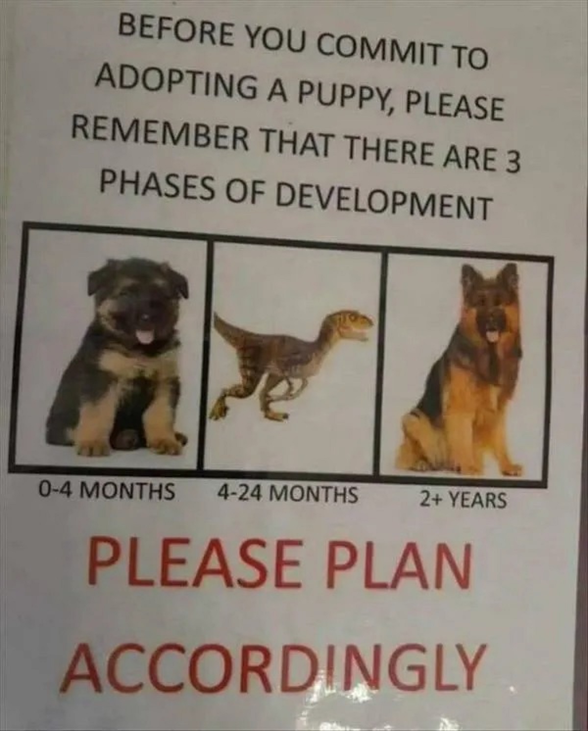 Dog - Before You Commit To Adopting A Puppy, Please Remember That There Are 3 Phases Of Development 04 Months 424 Months 2 Years Please Plan Accordingly