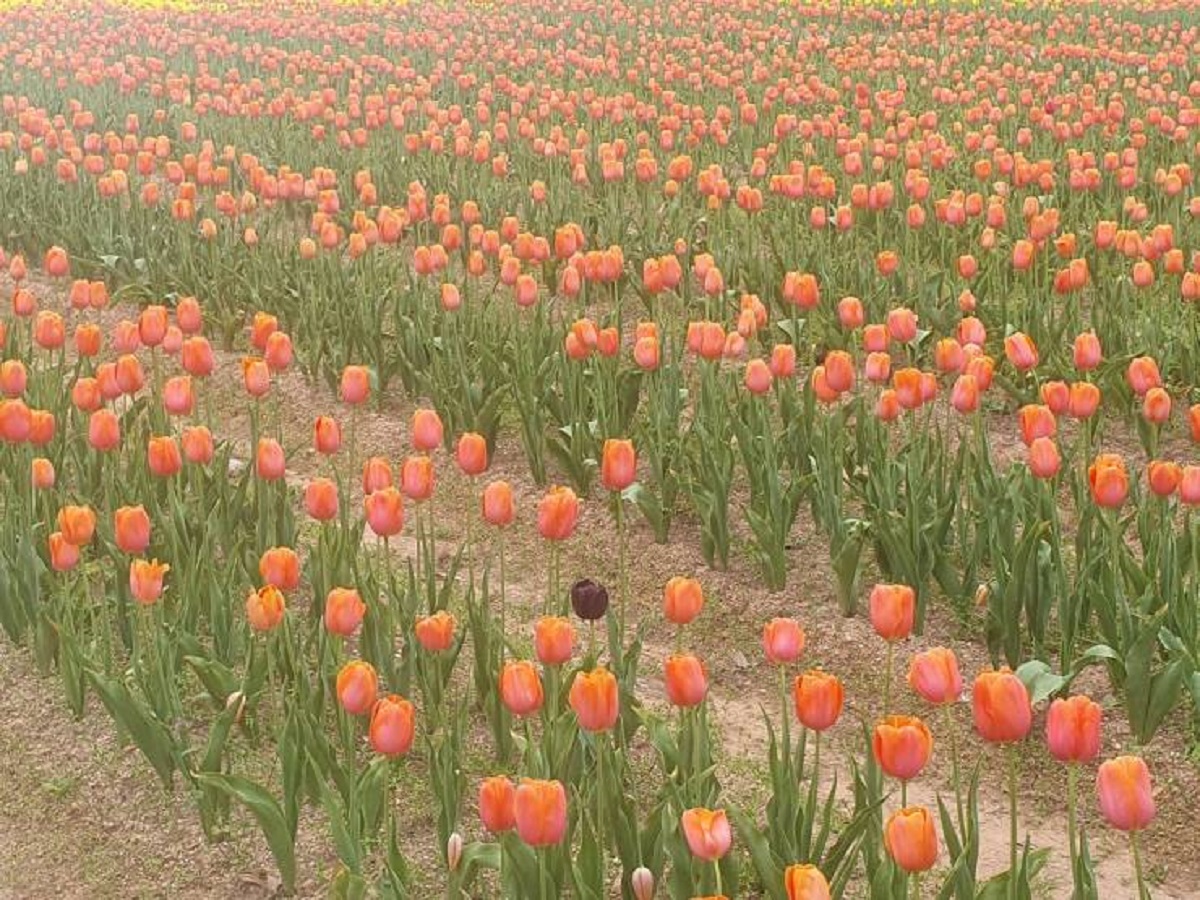sprenger's tulip