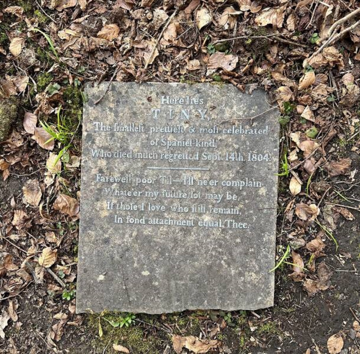 headstone - Here lies Tiny The brakelt prett & roll celebrated of Spaniel kind Who died much regretted Sept 14th 1804 Farewell poor T1ll ne er complain Whate'er my future lot may be, Hthole I love who fili Temam In fond attachident equal. Thee