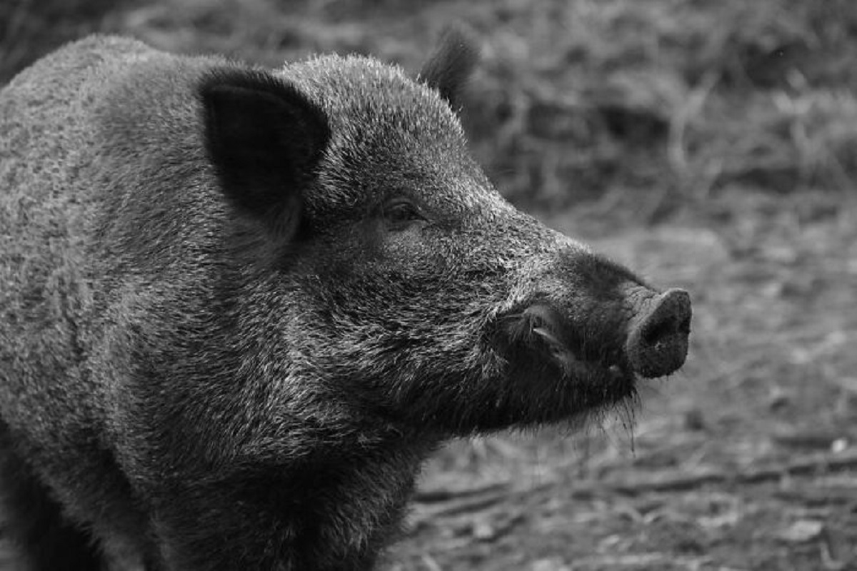 War pigs were used by the Romans because the squeals would scare war elephants into fleeing, and cause them to trample their own armies.