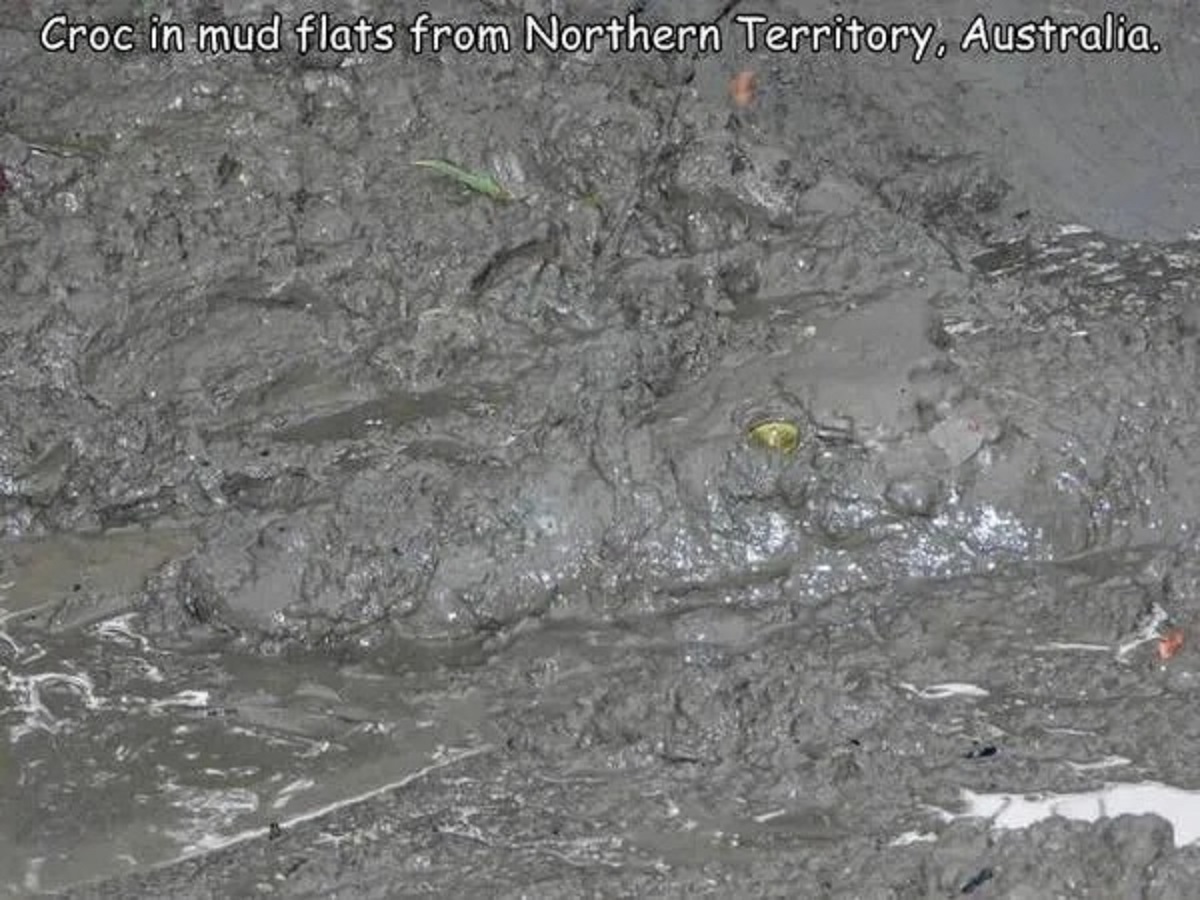 Crocodiles - Croc in mud flats from Northern Territory, Australia.