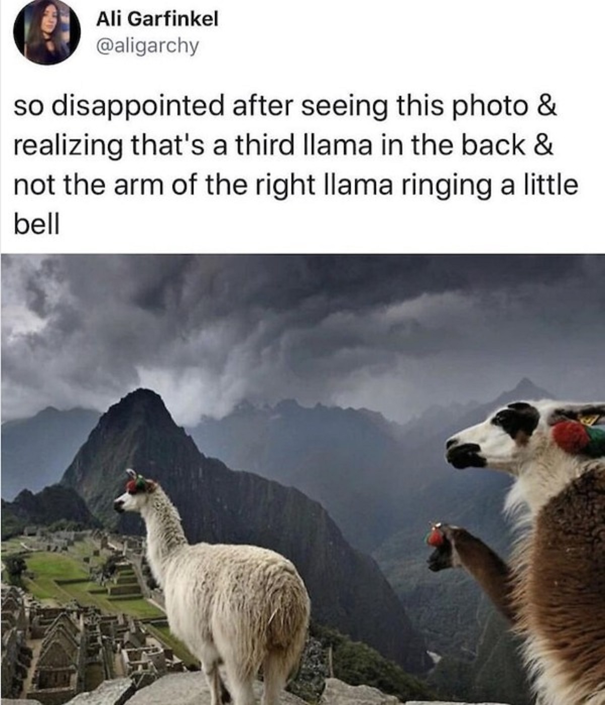 llama ringing a little bell - Ali Garfinkel so disappointed after seeing this photo & realizing that's a third llama in the back & not the arm of the right llama ringing a little bell