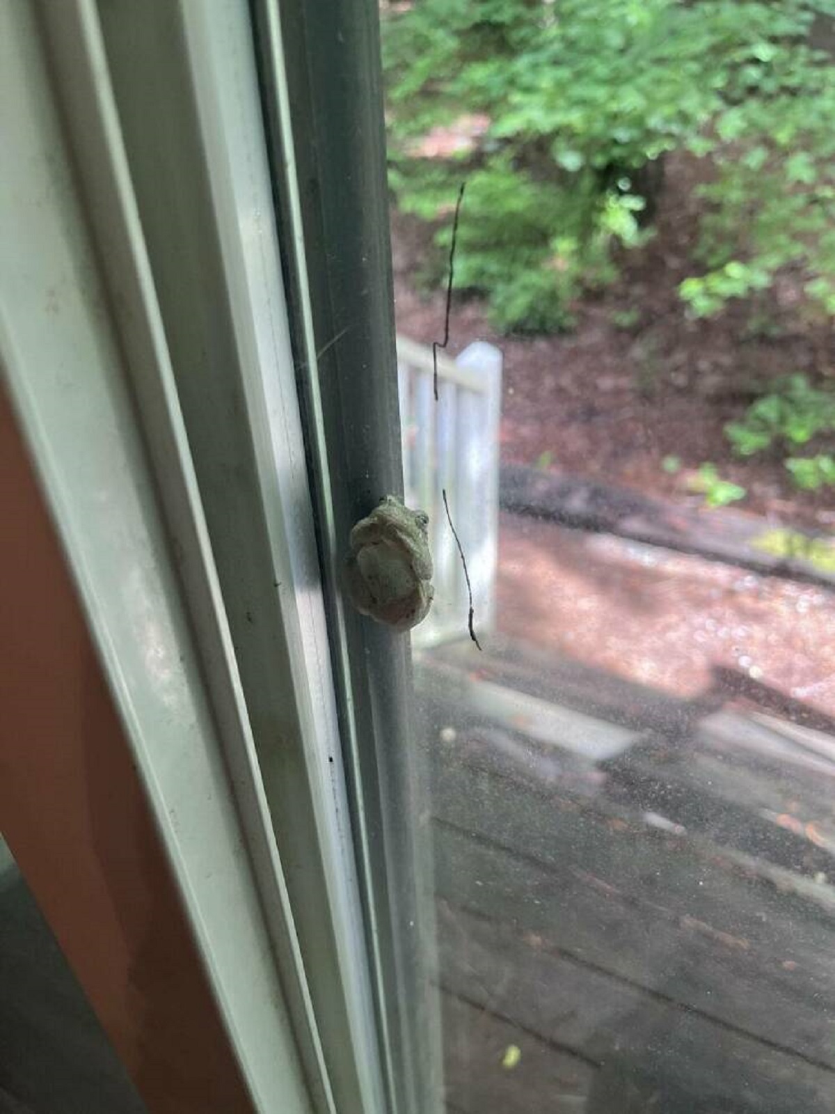 "I can't open my door without squishing this frog"