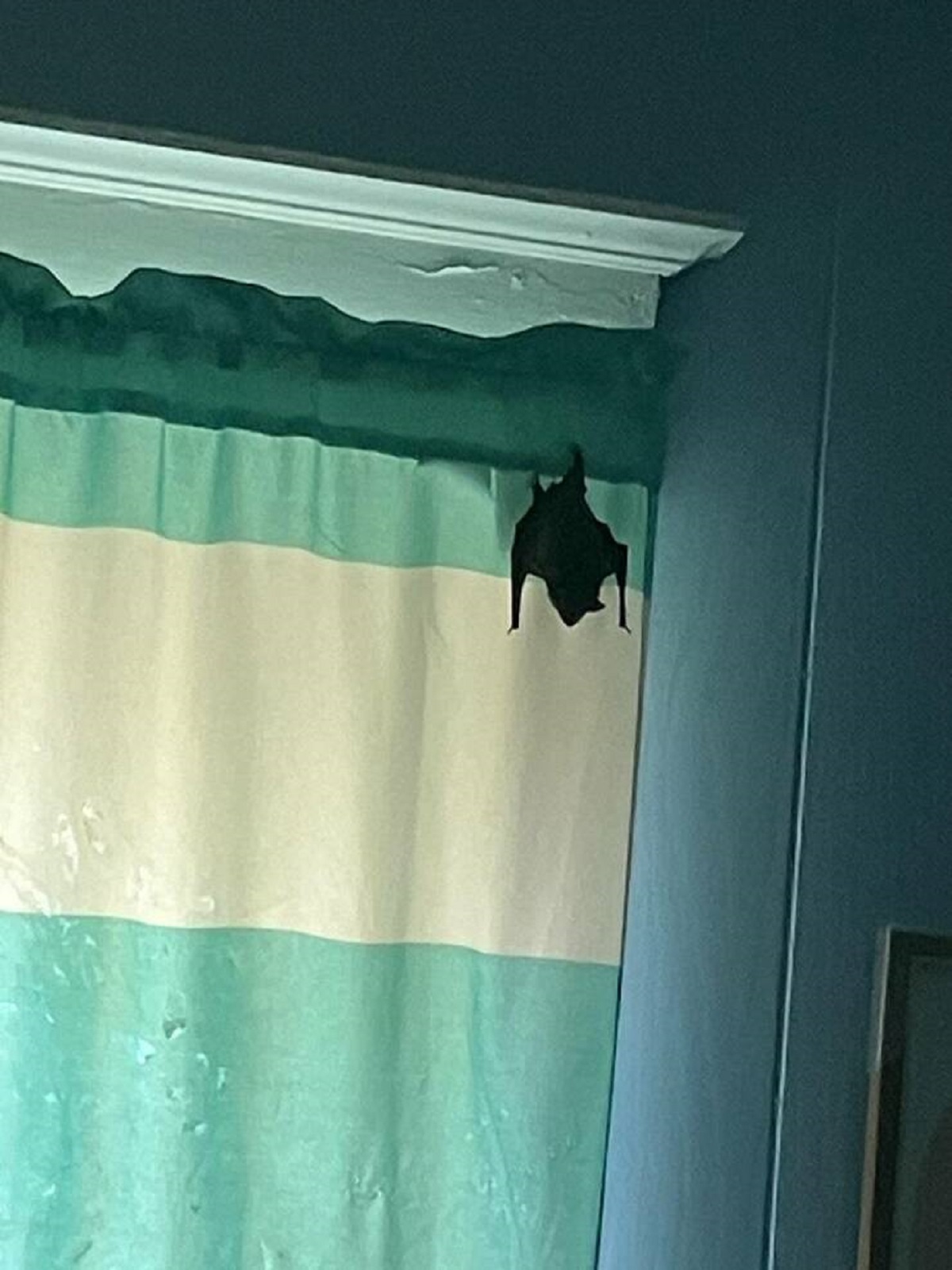 "Bat sleeping in my room"