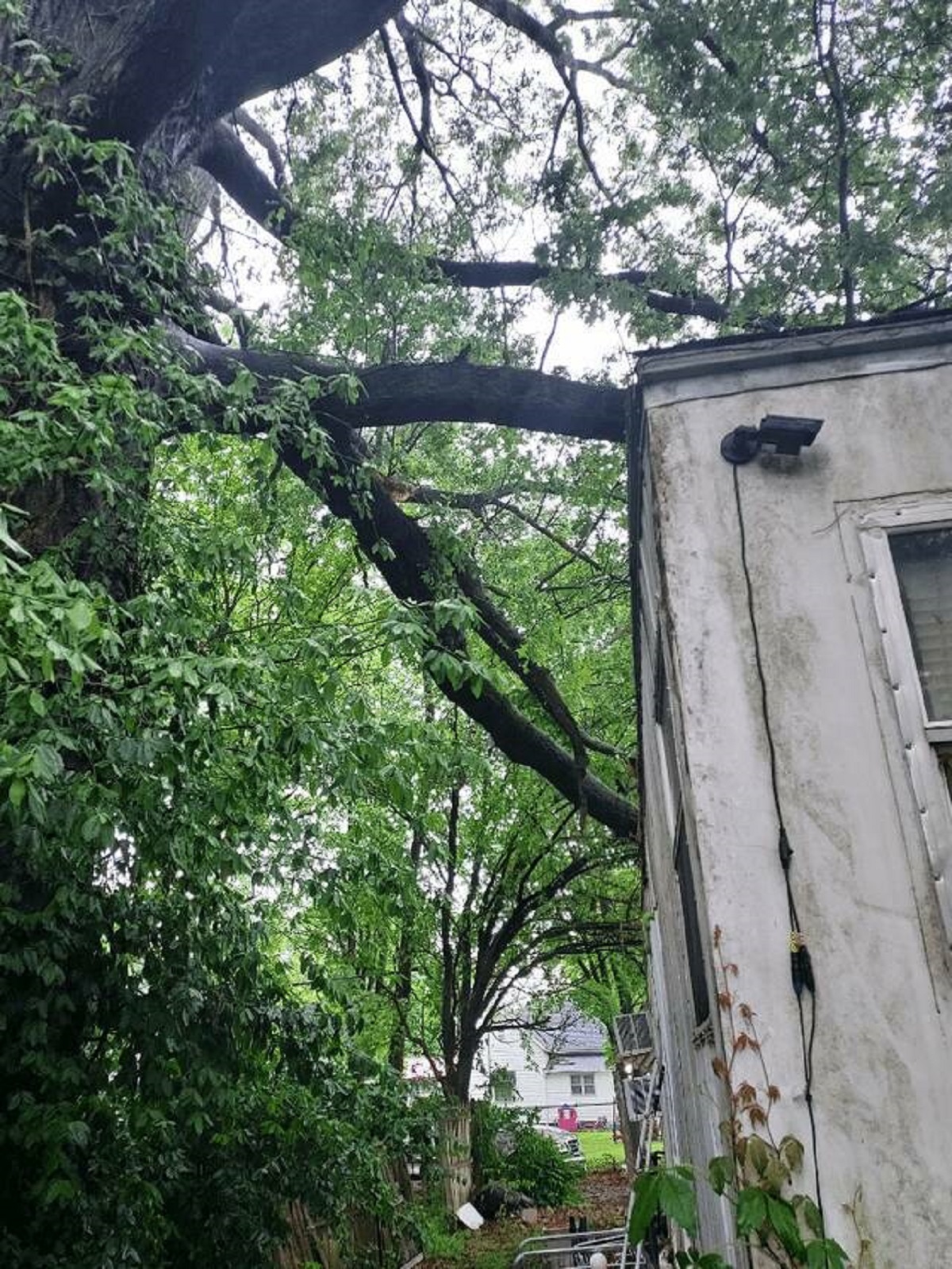 "Well a huge branch the size of miniature tree fell on my twin's trailer yesterday. :("